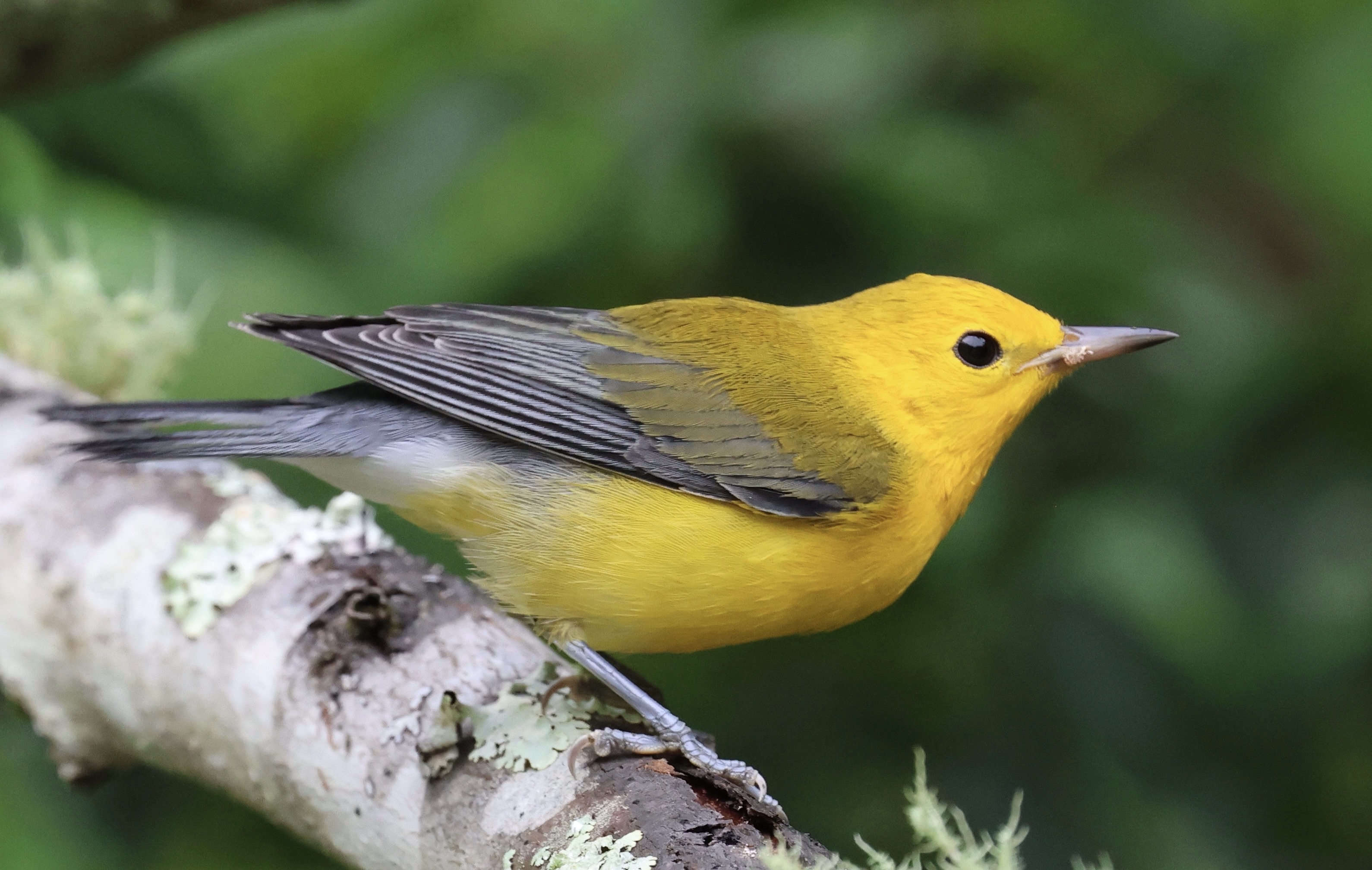 Lavender Birding Tours